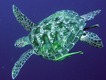 Swimming Turtle